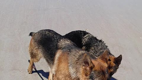 Rome and Jules playing at the beach