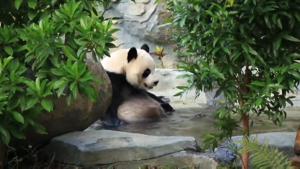 Giant pandas love to play in the water