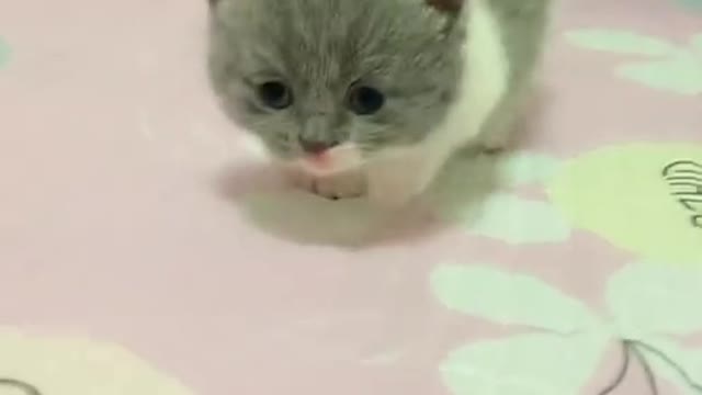 OMG So Cute Cats ♥ Best Funny Cat ❤️🐈Videos 2021 #shorts