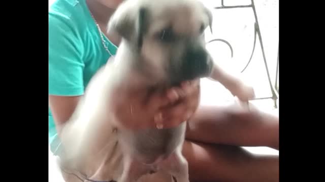 Cute dog puppy .cute puppy video