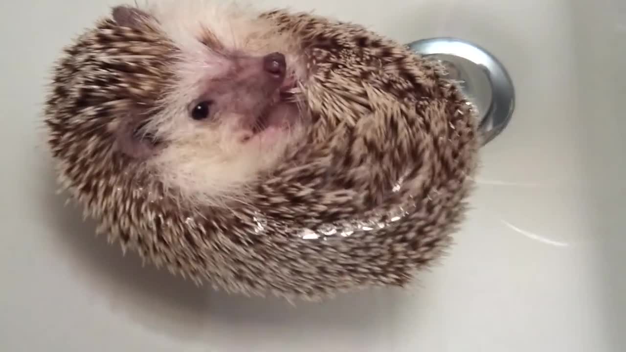 Hedgehog Boat