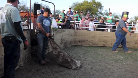 Pig held up by their ears gets forced into the arena, team gets "very respectable" 37 secs