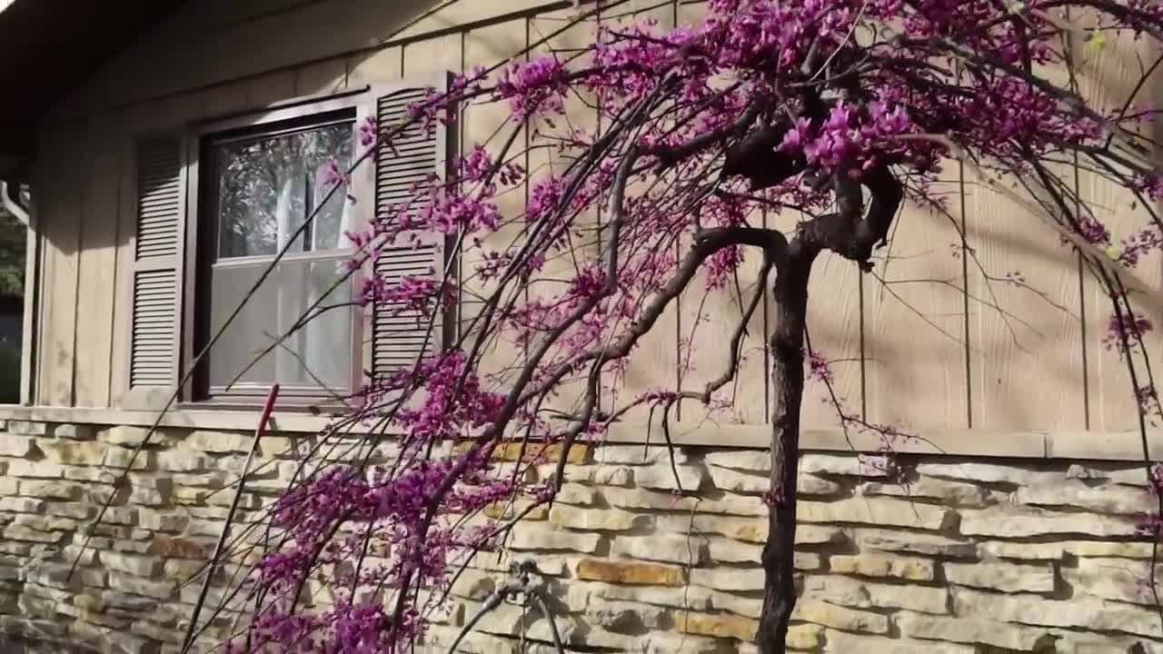 BEST PLANTS for Around the Pond