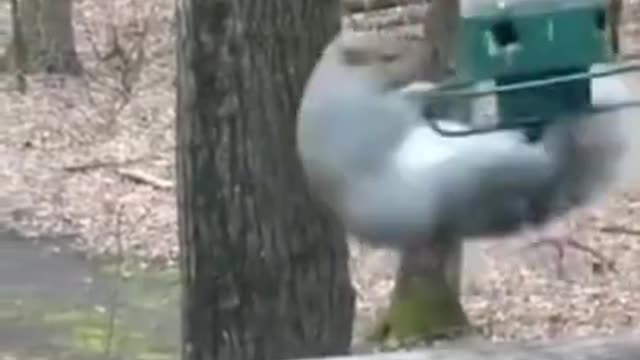 Funny Animals They Do The Strangest Things, Try Not To Laugh!