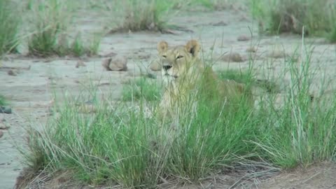 A lion hides behind some clumps of grass and observes his domain in Africa