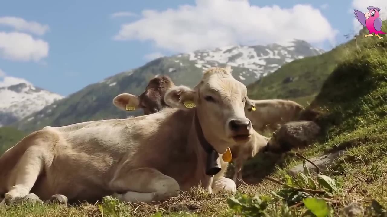 Cows Mooing and Grazling In a Field