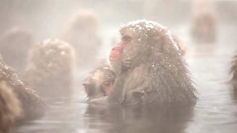 Monkey fight viral video viral viral animals viral