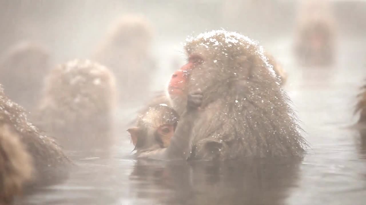 Monkey fight viral video viral viral animals viral
