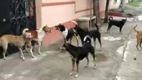 Street dogs fights