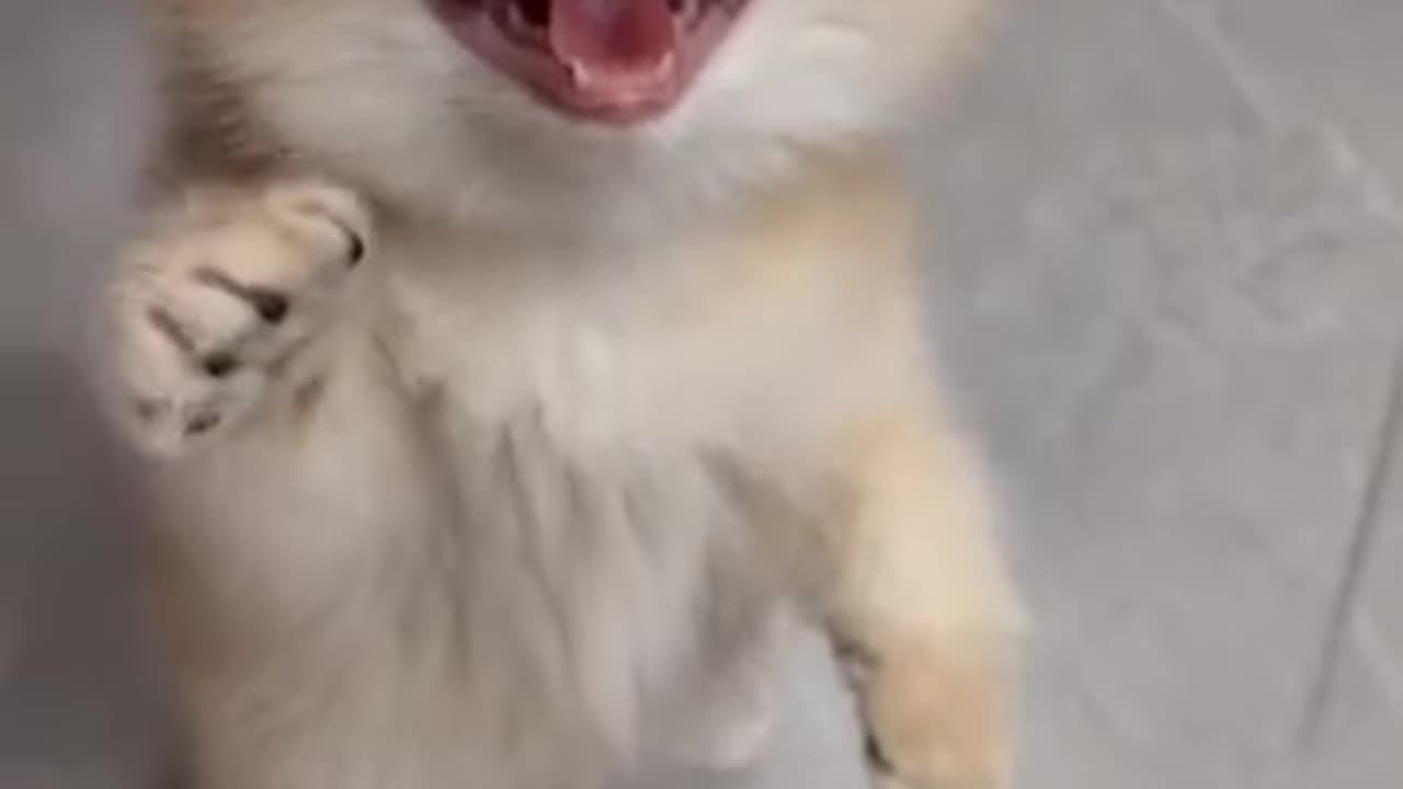 Cute cats