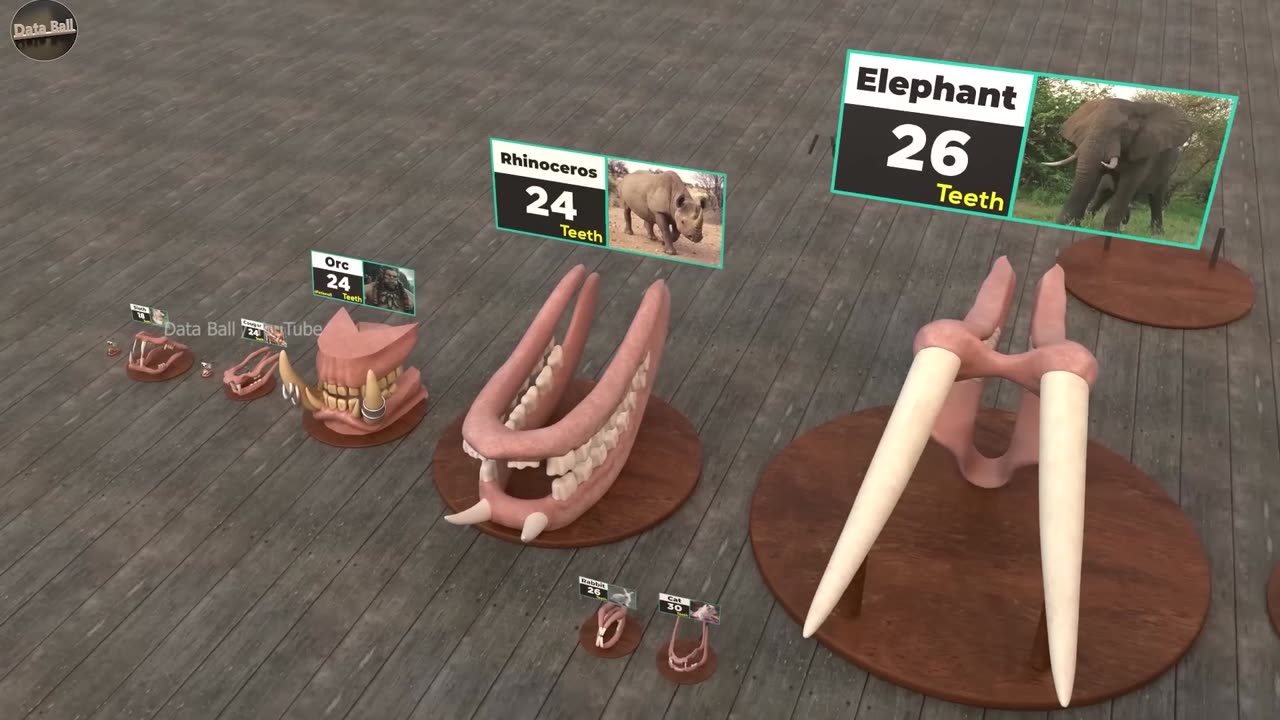 Which Animal has Most the Teeth Number of teeth by Animal comparison