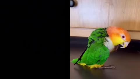 This bird