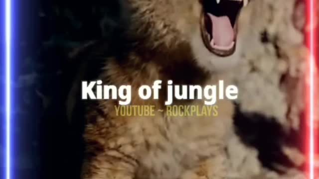 Lion video