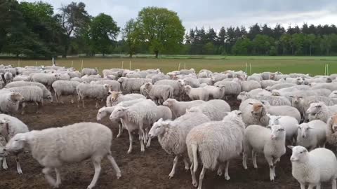 PATRIOTEN VS DE SCHAAP