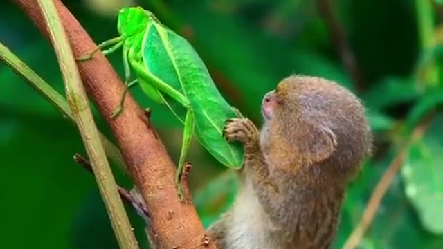 Pygmy marmoset studying grasshopper