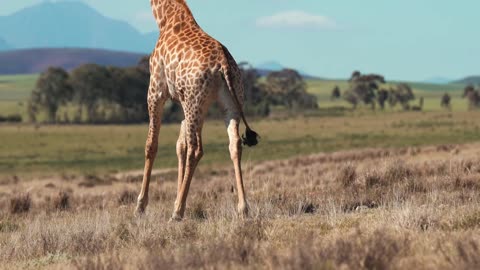 Beautiful color giraffe moving in the forest