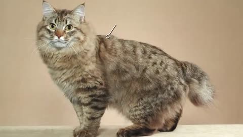 The BIGGEST CAT BREEDS In The World