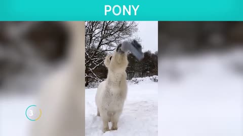 Funny Animals at the farm