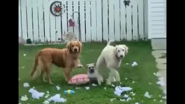 Funny Animal Videos 2022 😂😂😂😍😍