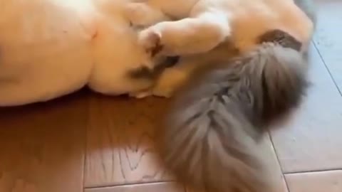 Cute cat funny/anger video