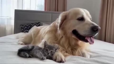 Funny Cat and Dog