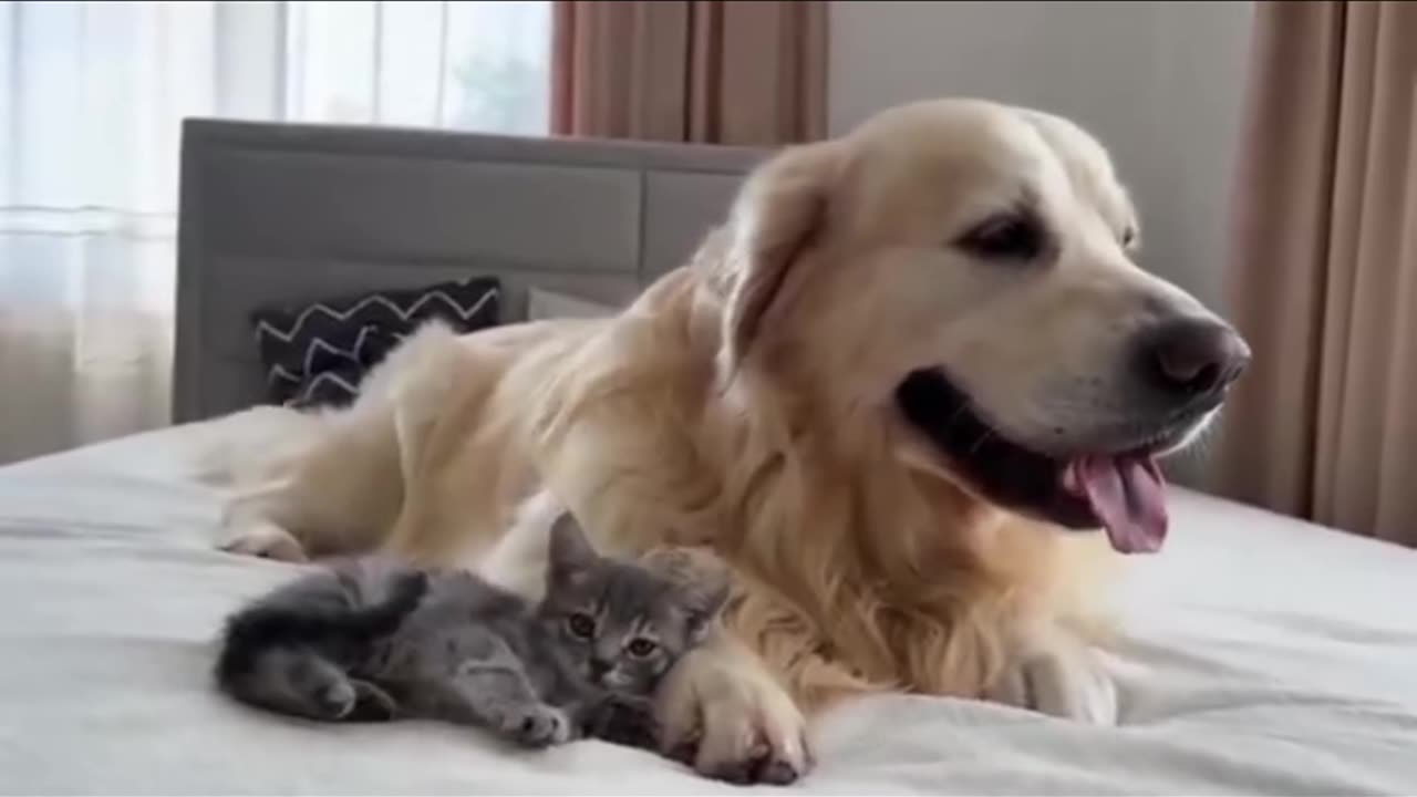 Funny Cat and Dog