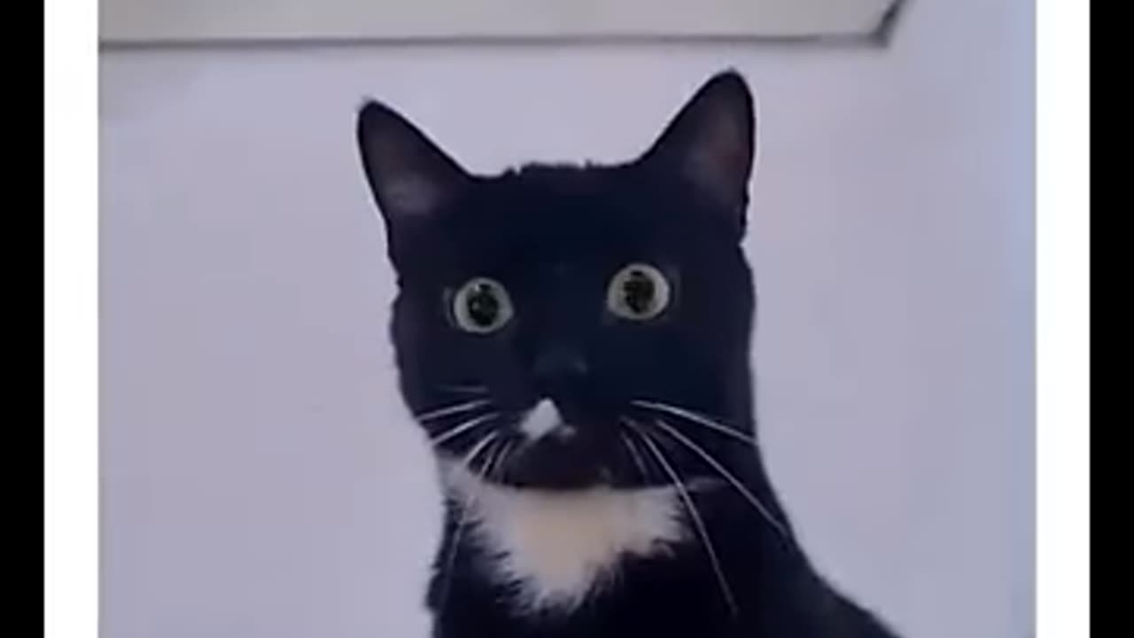 Funny cat video😊