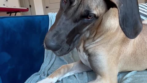 Great Dane Head Tilt - Listening to Husky Cry