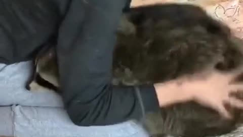 Happyraccoon