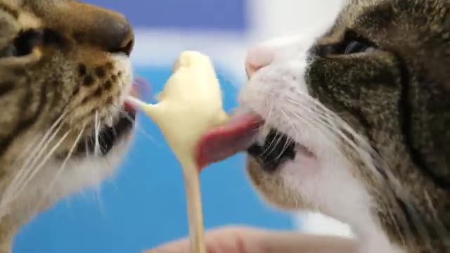 These Cats Are Still Alive And Eating Ice Cream