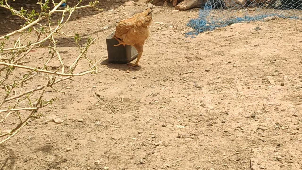 Poulets marocain