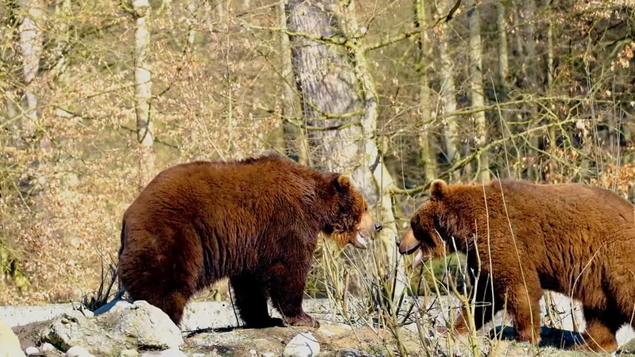 Two brown bears vying for a snack