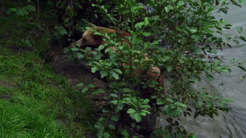 bear swimming in water See How ?