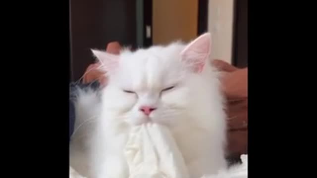 Funny moments with cats