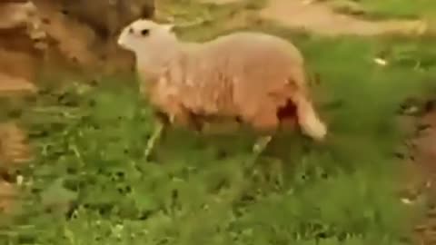 Funny Sheep 🤣🤣🤣