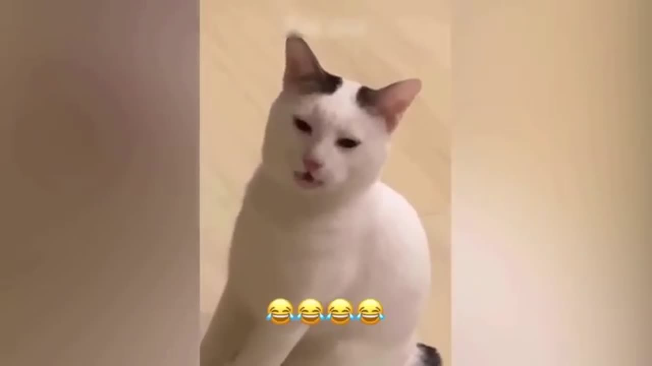 Cat funny video