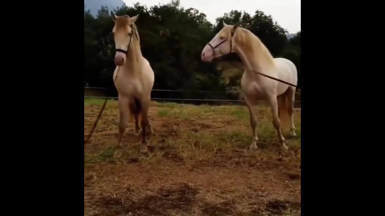 Cute And Funny Horse Videos Compilation "Little Pony in Real Life" - Soo Cute! #2