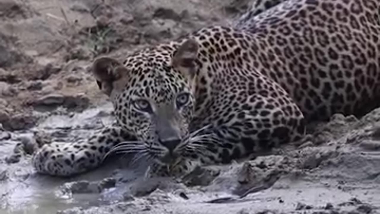 A leopard by the stream