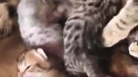 Cats and their children