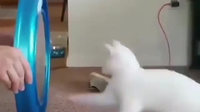 Cat funny video