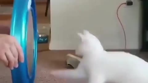 Cat funny video