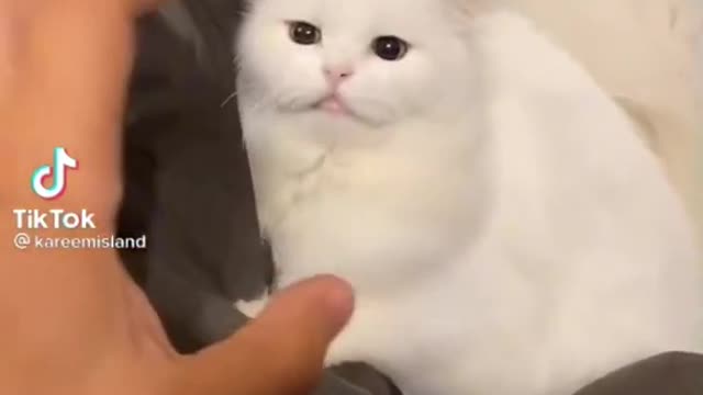 A very cute white cat...