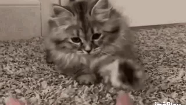 Cute Cat Gif