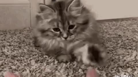 Cute Cat Gif