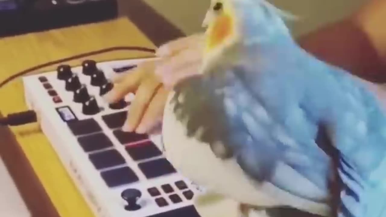 🦜 Funny parrots /😀😀/#shorts videos