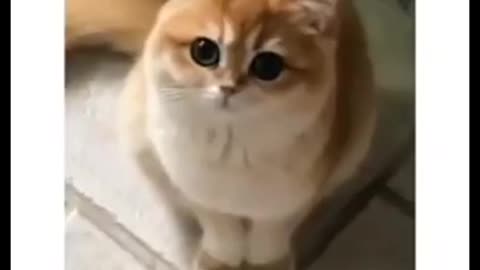 Cute Cats Doing Funny Things # 80 Funny Cats Video Cute Cats