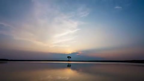 Trees on the Sea