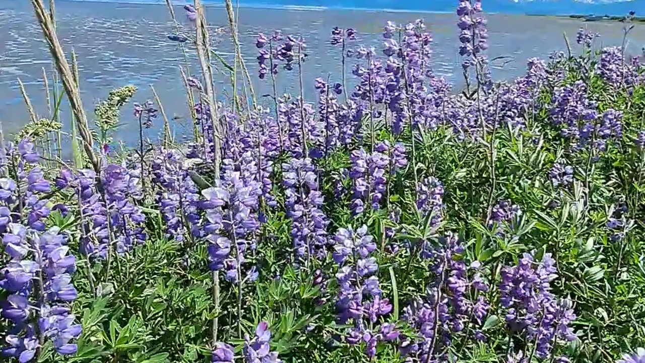 July 21st on the Homer Spit in Alaska a beautiful 70-degree sunny day.