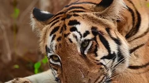 😈Attitude Tiger Status Video,🔥Wild Life Animals #shorts #status#viral 🥀🥀