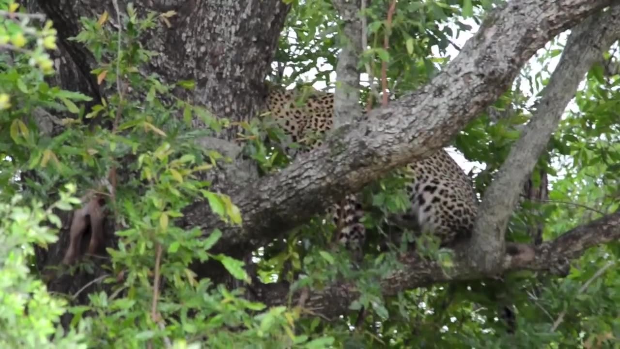 Incredible footage of leopard behaviour during impala kill -